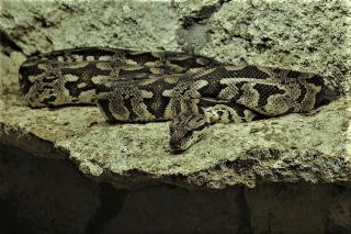 1. 0 Madagaskarboa