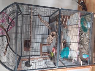 3 Degu Mädchen mit Voliere