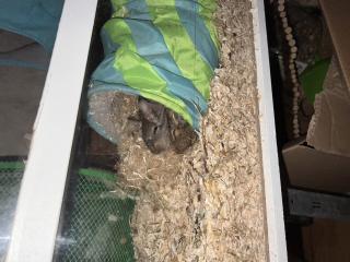4 weibliche Degus zu verkaufen