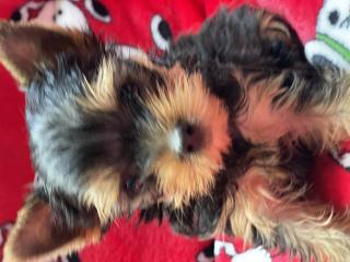 Yorkshire Terrier Welpen abzugeben