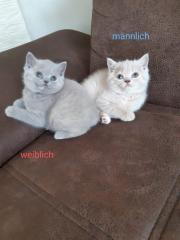 BKH Kitten abgabebereit
