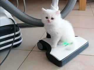 Perser Kitten, Kätzchen