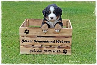 Berner Sennenhund Welpen
