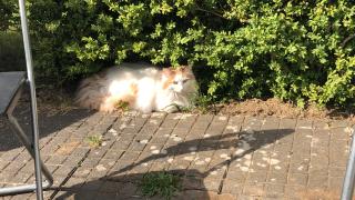 Norwegische Waldkatze und Siammix Damen