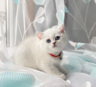 Süße BKH Kitten