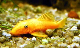 L 144 Ancistrus sp. Goldener Antennenwels mit blauen Augen