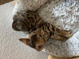 Bengalkitten abgabebereit