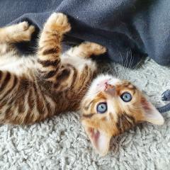Bengal Kitte Mio