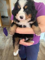 Berner Senne Welpen