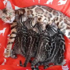 Bengalkitten ab Mitte August abzugeben