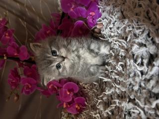 BKH Kitten / Whiskas Katzen / Tabby / Mädchen