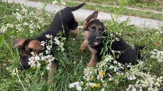Deutsche Schäferhunde Welpen