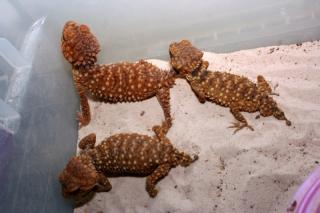 Nephrurus zum Verkauf angeboten