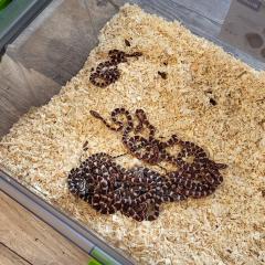 Kornatterbabys 7 Wochen alt