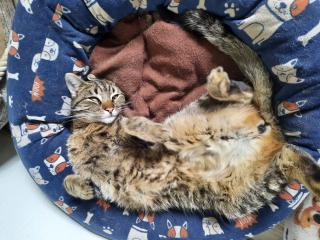 Suchen unseren Kater