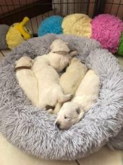 TOP WELPEN WEISSER SCHWEIZER SCHAFERHUND