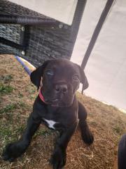 Verkaufe cane corso Mädchen