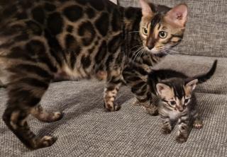 Wunderschöne Kitten suchen ein zu Hause