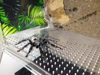 0. 1 Psalmopoeus Irminia Subadult 5cm KL
