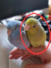 Vermisst, Sperlingspapagei entflogen