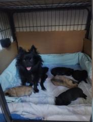 Pomchi Welpen