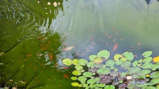 Goldfischbabies zu verschenken