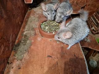Chinchilla Weibchen abzugeben