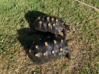 Köhlerschildkröten abzugeben