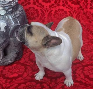Suche dringend neues Zuhause