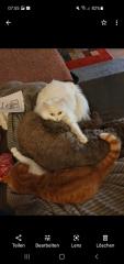 Zwei liebenswerte Katzen