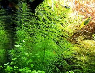Guyana Tausendblatt, Bündel, Aquarienpflanzen Versand/ Abholung