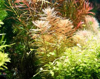 Amerikanisches Kammblatt, Bündel, Aquarienpflanzen Versand/ Abholung