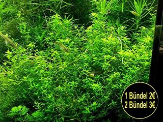 Quirlblättriges Perlenkraut, Bündel, Aquarienpflanzen Versand/ Abholung
