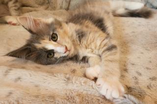 Audrey - süßes Maine Coon Kätzchen mit Stammbaum