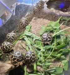 Indischen Sternschildkröte Geochelone Elegans