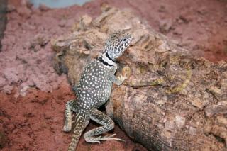 Halsbandleguan