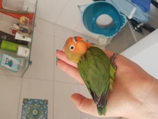 2 Agaborniden, Pfirsichköpchen Jungvögel
