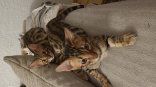 Bengalkitten suchen dringend ein Zuhause