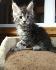Reinrassige Main Coon Kitten abzugeben