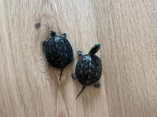 Wasserschildkröten