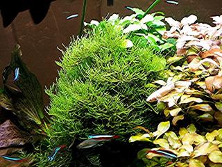Javamoos, Aquariumpflanzen Versand/ Abholung