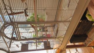 2 Kanarien suchen gutes Zuhause