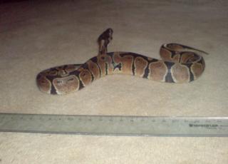 Python Regius 07