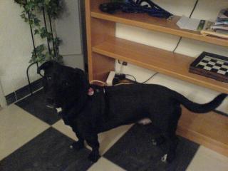 Ein süßer Hund