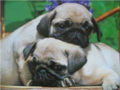 Mops reinrassige Welpen