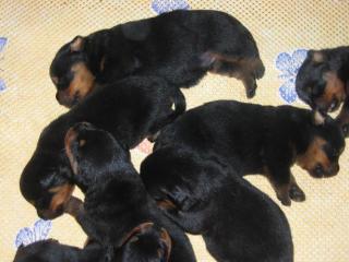 Rottweiler