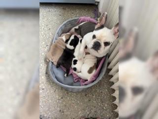 Sehr schöne und sportliche Französische Bulldogge