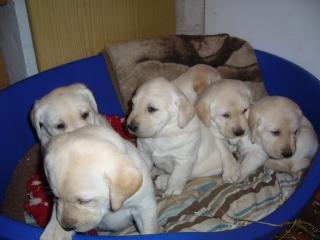 Süße blonde Labradorwelpen