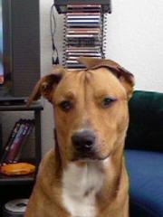 Lieben American Pitbull American Stafford abzugeben