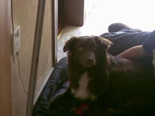 Australian shepherd sucht liebe familie